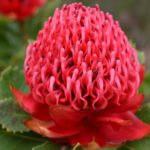 Waratahs