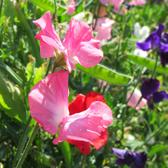 Sweet peas with developing seed pods in the background