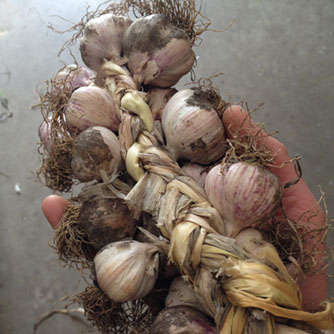 Home plaited garlic ready to have the roots trimmed off
