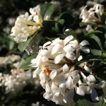 Osmanthus