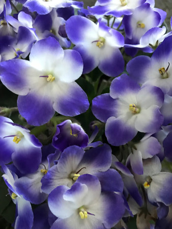 This African violet is called ‘Monet’ and was impossible to miss!