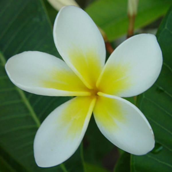 How to Grow Frangipanis Eco Organic Garden