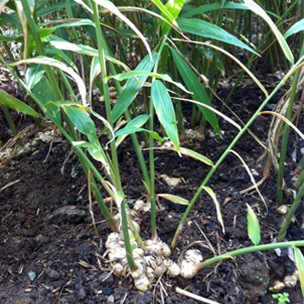 Ginger growing