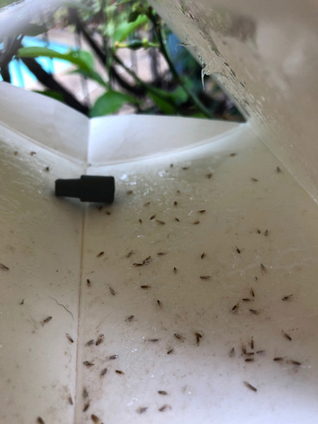 Citrus leafminer moths caught in the eco-CLM Trap