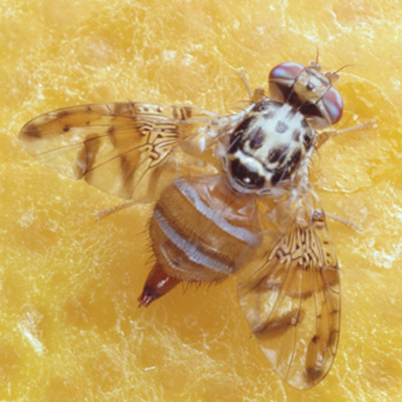 Mediterranean fruit fly (Medfly)