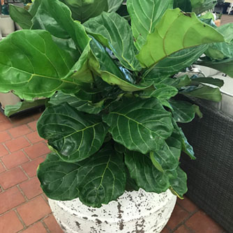 Fiddle leaf fig makes a great indoor plant
