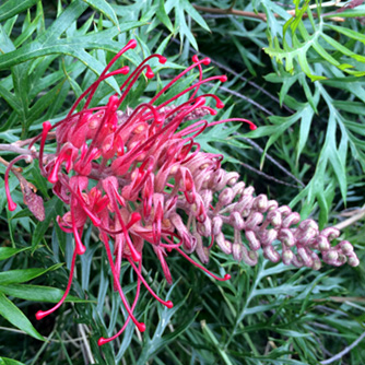 Grevillea 'Robyn Gordon' produces these magnificent flower spikes all year