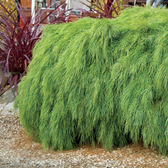 Lovely weeping foliage of Acacia cognata 'Limelight'