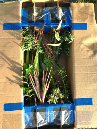 How the team at Australian Plants Online safely ship their mail order plants