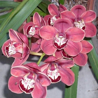 Pink cymbidium flower spike