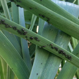 Black aphids commonly attack leeks