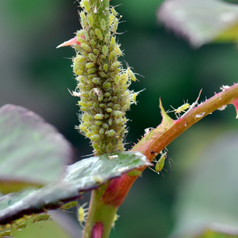 Aphids on rose stem