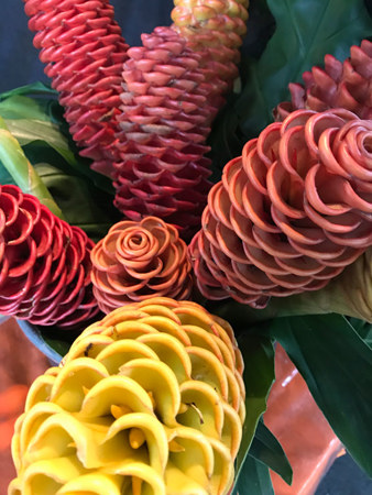 The exotic flowers of the beehive gingers