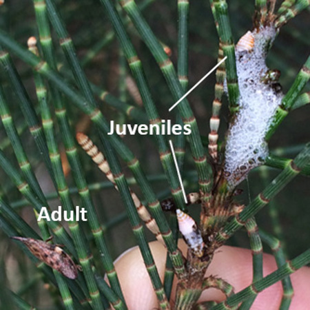 Adult and juvenile spittle bugs on a casuarina