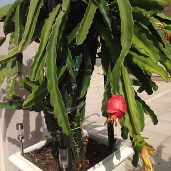Dragon fruit will happily grow in a decent sized pot