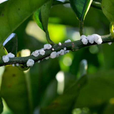 White wax scale on citrus