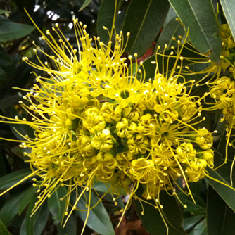 Unmissable flowers of the golden penda!