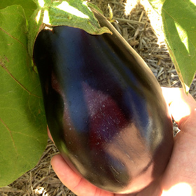 Classic large eggplant fruit from the variety 'Black Beauty'