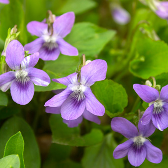 Paler mauve violets are easily sourced from friends or nurseries
