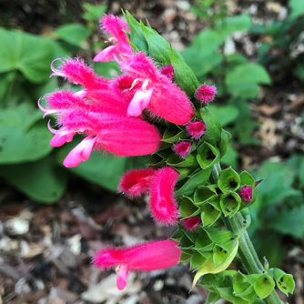 The fury flowers of Salvia oxyphora