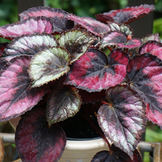Metallic shine on the leaves of this patterned rex begonia