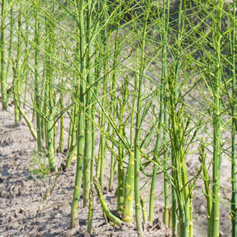 Asparagus spears left to grow into fronds to recharge the crowns