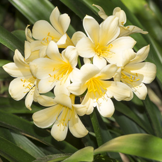 One of the highly prized hybrid clivias with cream flowers
