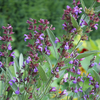 Sage in flower