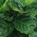 Fiddle Leaf Fig