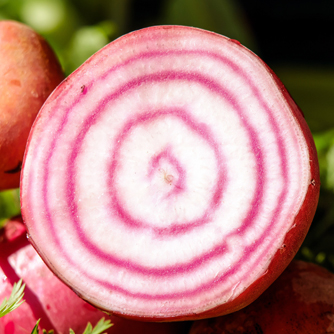The Chioggia beetroot with it's distinctive 'bullseye stripes'