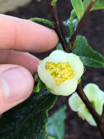 Flowers on the tea producing Camellia sinensis