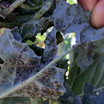 Grey aphids on the underside of kale leaves