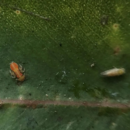 A juvenile psyllid without the protecting lerp (left) and an adult psyllid (blurry on the right)
