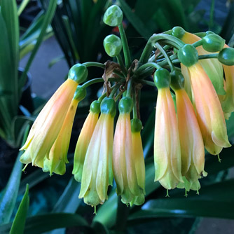 Subtle flowers of Clivia gardenii x robusta hybrid