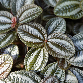 Pilea spruceana 'Norfolk'