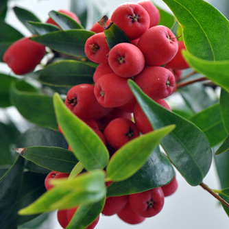 The bright berries of Syzygium leuhmannii