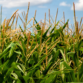 Male flowers release pollen from the top of corn stalks