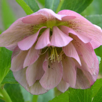 Soft pink double hellebore flower