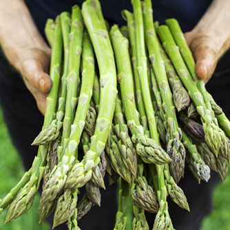Freshly harvested asparagus spears