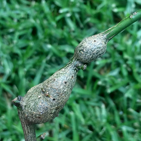 Mature galls caused by the citrus gall wasp (Note the exit holes)