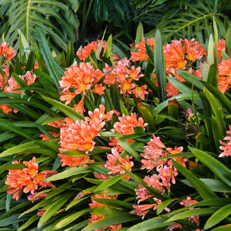 Stunning mass planting of clivias