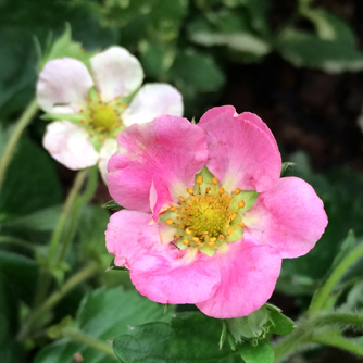 Uncommon pink flowering strawberry (usually they're white)