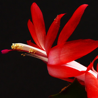 Incredible red zygocactus flower!