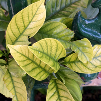 Iron deficient gardenia leaves