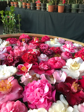 Camellia blooms on display by Camellia Glen Nursery