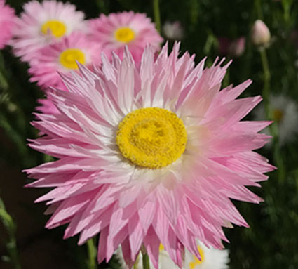 How to Grow Strawflowers - Eco Organic Garden