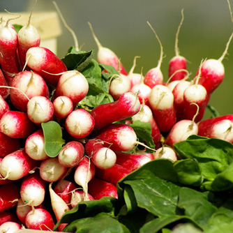 French Breakfast radish is cylindrical shaped with a white end
