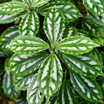 The aluminium plant (Pilea cadierei)