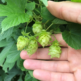 Hops flowers close to harvest