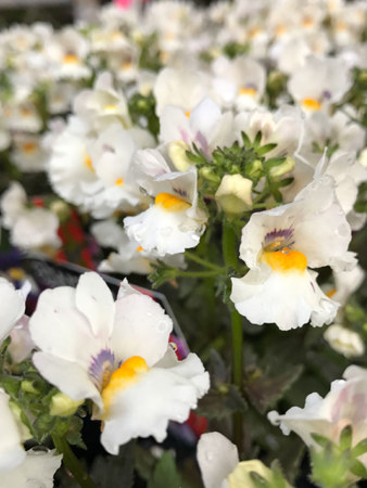 More subdued but still charming were the nemesia